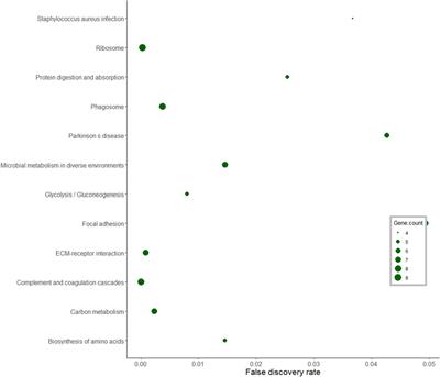 Proteomic Analysis of Hypothalamus and Pituitary Gland in Pre and Postpubertal Brahman Heifers